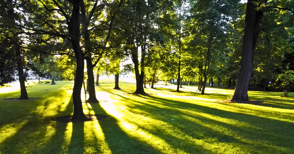 Kuvassa puiston puiden lomasta kajastaa auringonvaloa Kuvassa puiston puiden lomasta kajastaa auringonvaloa